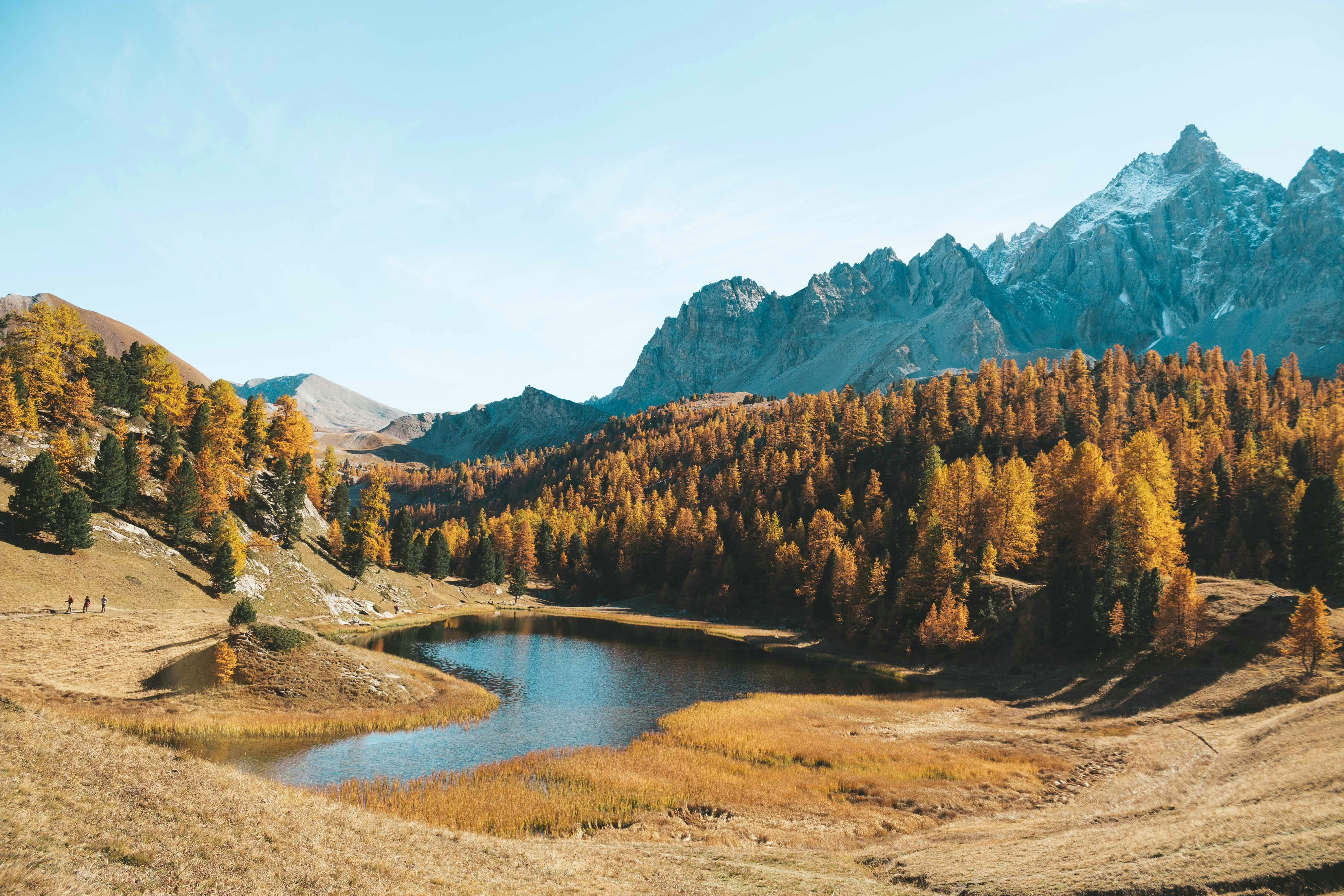 pine trees near lake